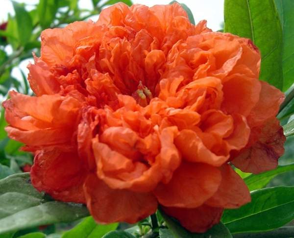 牡丹花石榴花 牡丹花石榴花