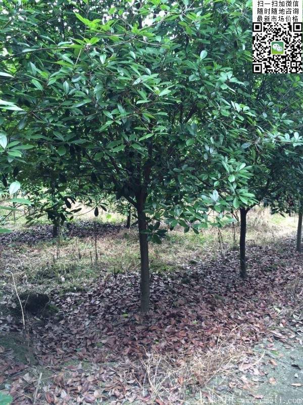 紅葉石楠--長景園林 紅葉石楠--長景園林