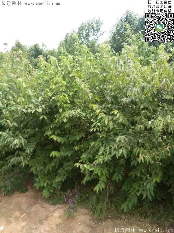 沭陽(yáng)的金銀木