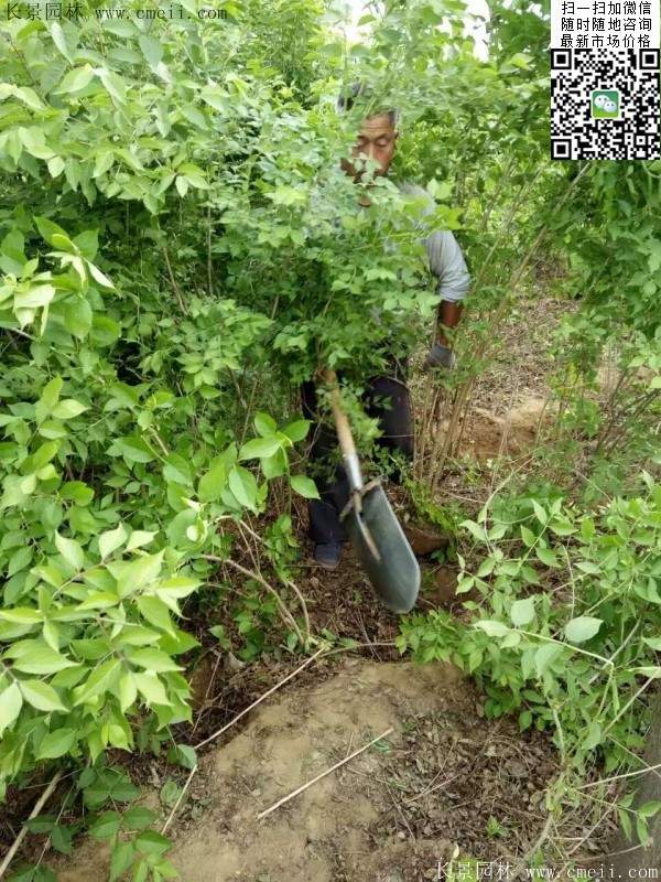 沭陽(yáng)的金銀木