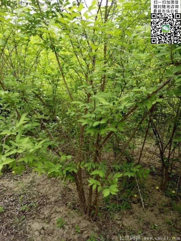 沭陽(yáng)的金銀木