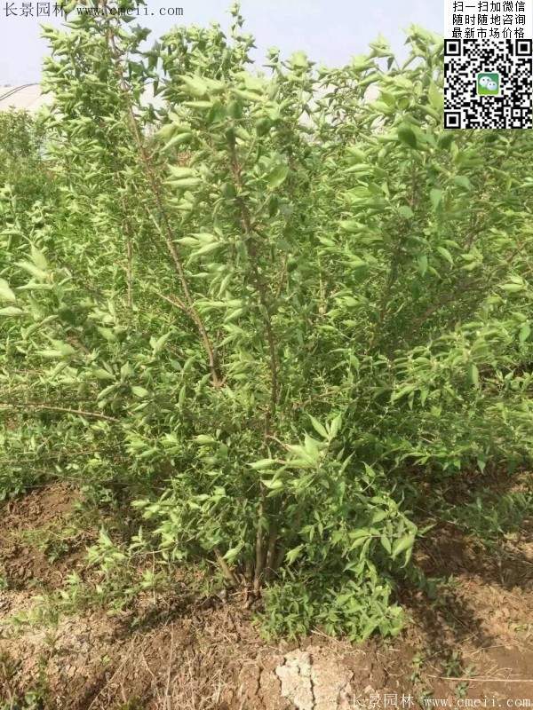 沭陽(yáng)的金銀木