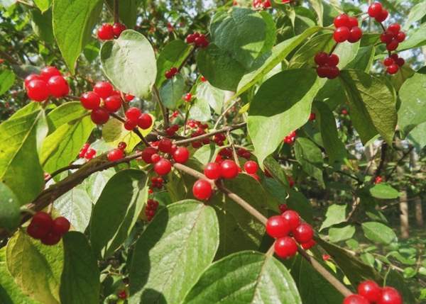 沭陽(yáng)的金銀木