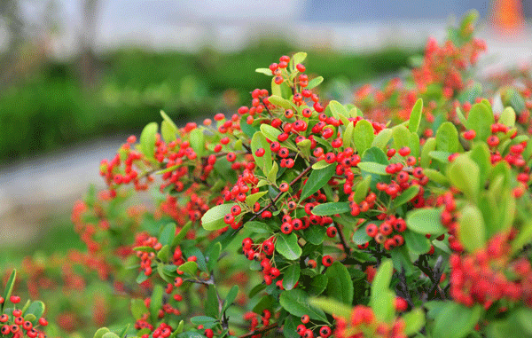 火棘--長景園林 火棘--長景園林