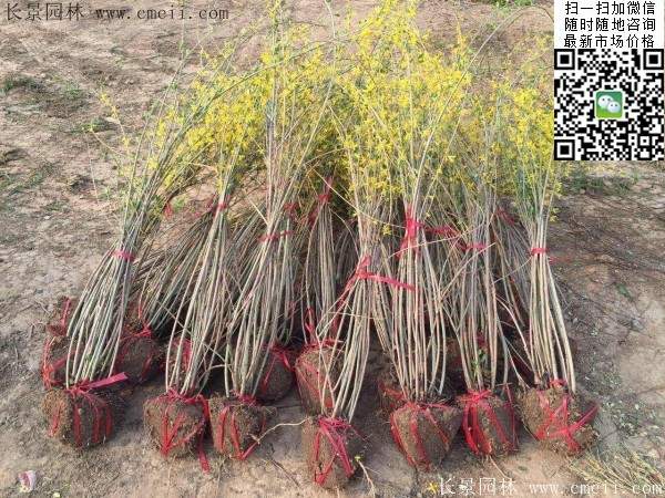 連翹--長景園林 連翹--長景園林