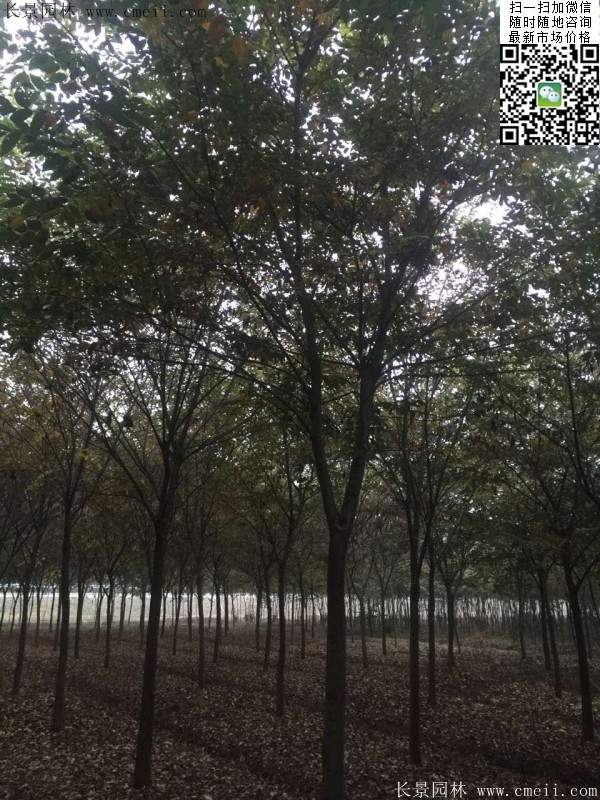 沭陽櫸樹 沭陽櫸樹