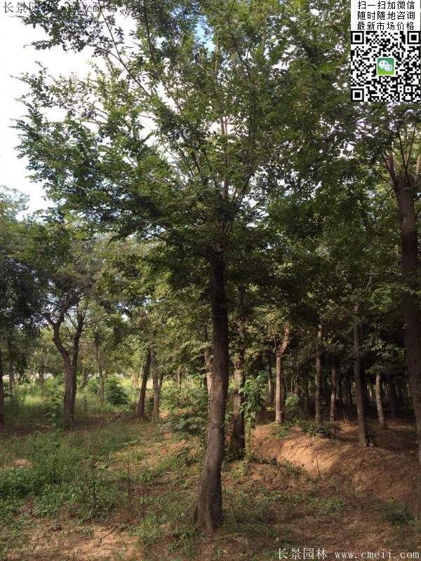 沭陽櫸樹 沭陽櫸樹