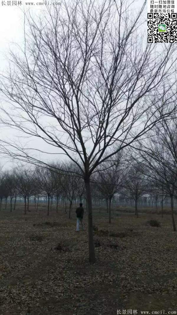 沭陽櫸樹 沭陽櫸樹