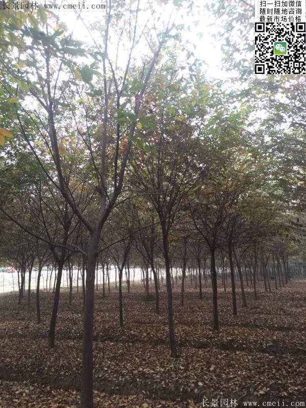 櫸樹身價 櫸樹身價