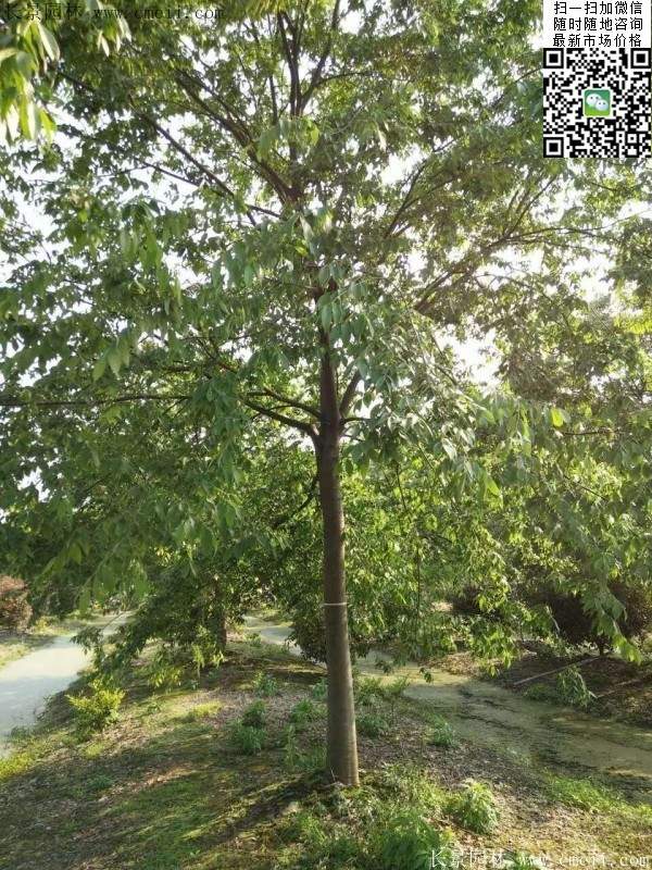 櫸樹紅櫸樹 櫸樹紅櫸樹