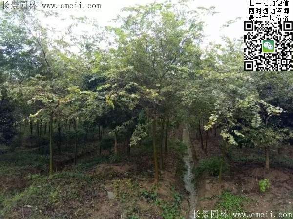 櫸樹紅櫸樹 櫸樹紅櫸樹