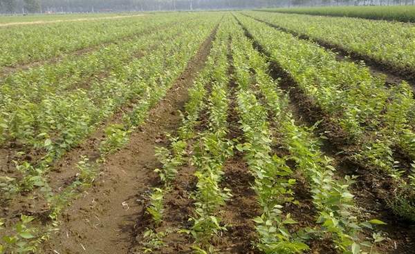 櫸樹紅櫸樹 櫸樹紅櫸樹