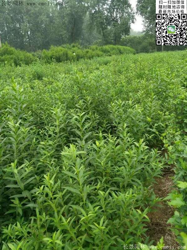 連翹--長景園林 連翹--長景園林