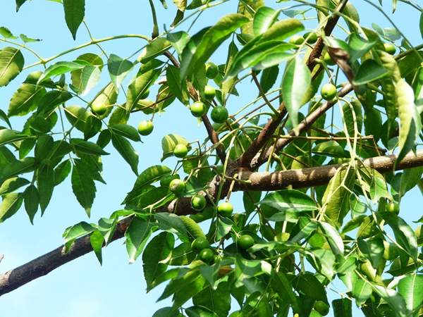 沭陽的苦楝樹基地 沭陽的苦楝樹基地