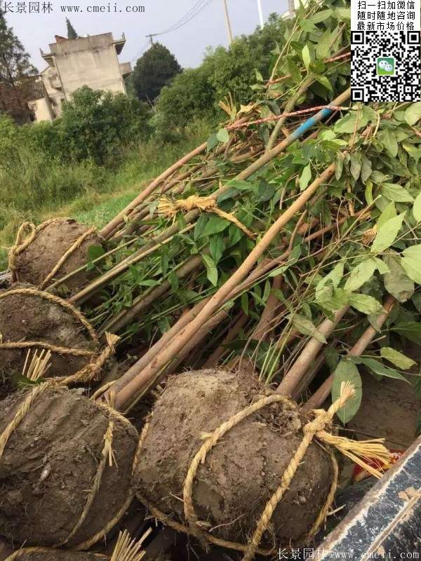 沭陽(yáng)臘梅花