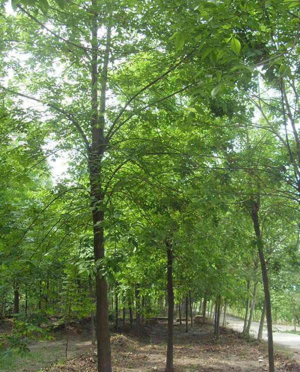 帶土球的苦楝 帶土球的苦楝