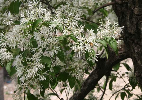 沭陽(yáng)流蘇樹(shù)的價(jià)格