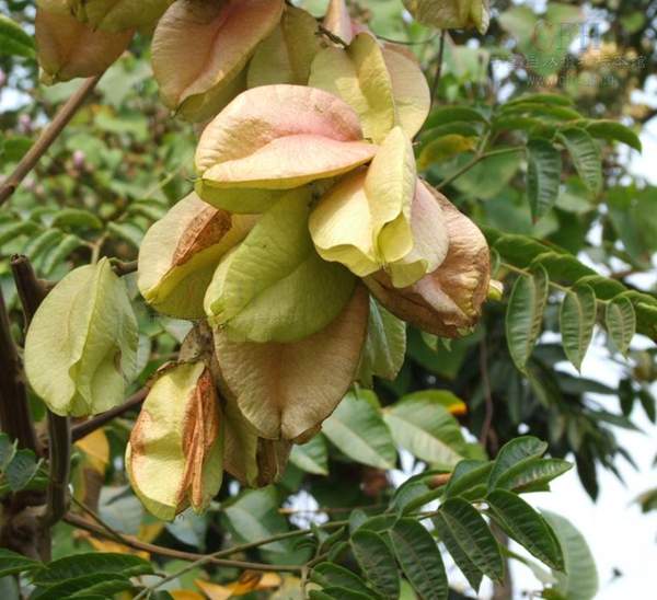 欒樹基地現場 欒樹基地現場