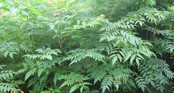 沭陽欒樹基地 沭陽欒樹基地