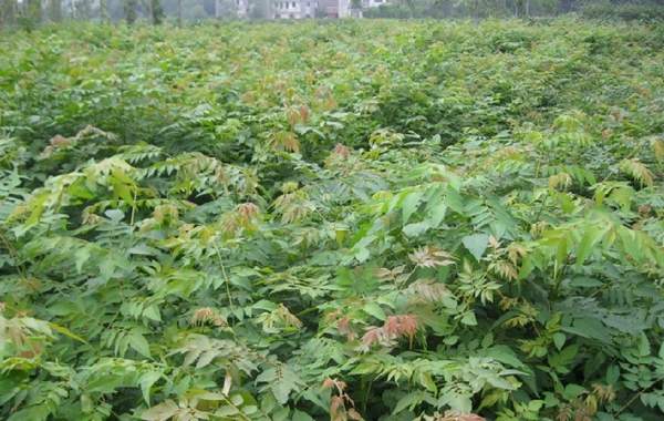 沭陽(yáng)欒樹(shù) 沭陽(yáng)欒樹(shù)