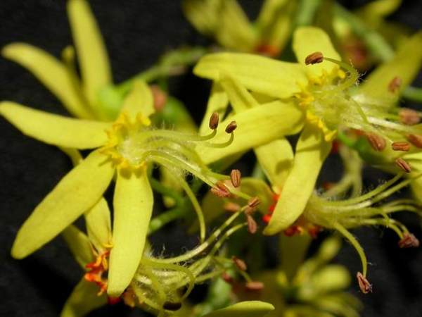 沭陽(yáng)欒樹(shù) 沭陽(yáng)欒樹(shù)