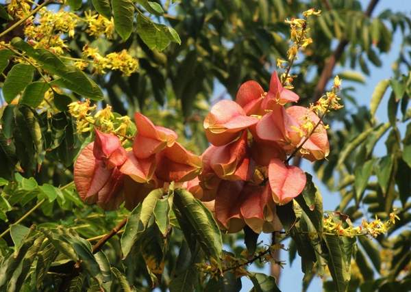黃山欒樹(shù) 黃山欒樹(shù)