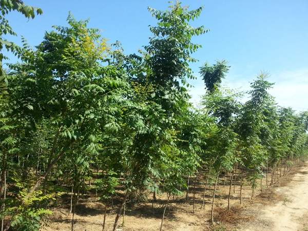 黃山欒樹(shù) 黃山欒樹(shù)