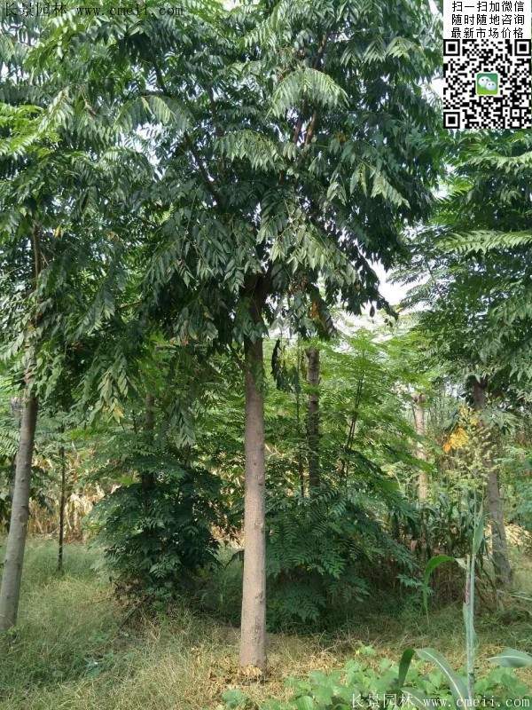 黃山欒樹(shù) 黃山欒樹(shù)