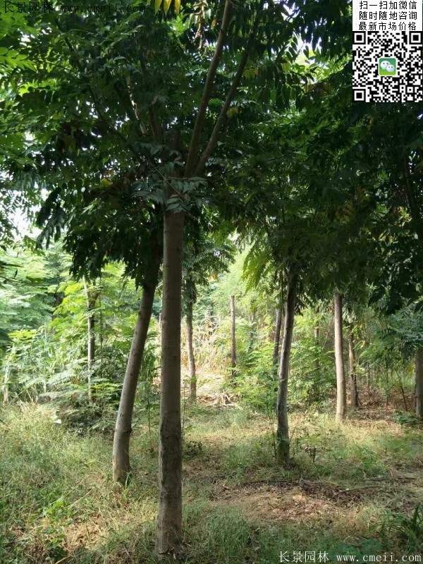 黃山欒樹(shù) 黃山欒樹(shù)