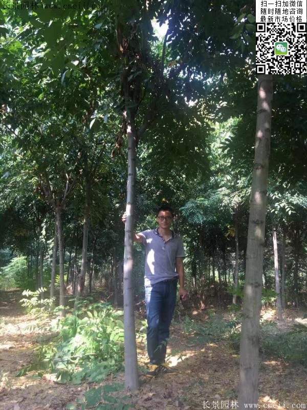 黃山欒樹(shù) 黃山欒樹(shù)