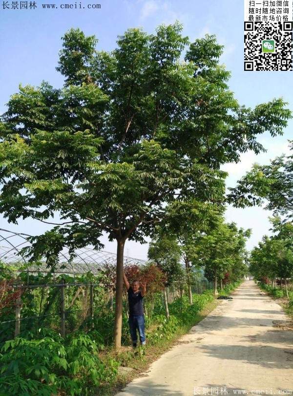 黃山欒樹(shù) 黃山欒樹(shù)