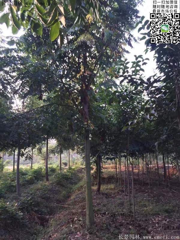 黃山欒樹(shù) 黃山欒樹(shù)