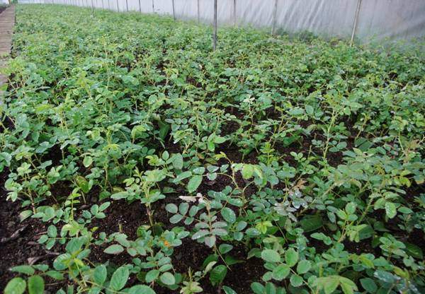 四季玫瑰 四季玫瑰