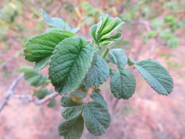 四季玫瑰 四季玫瑰