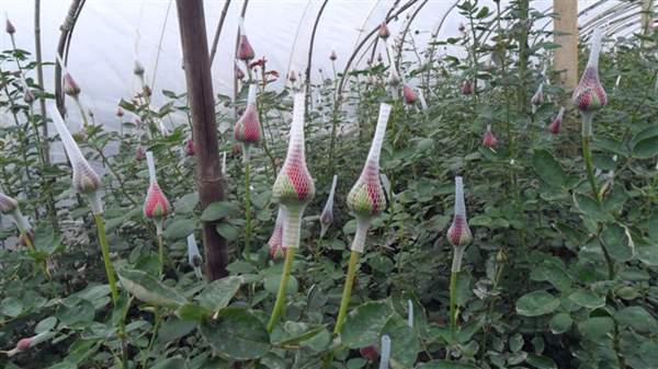 玫瑰花苗 玫瑰花苗