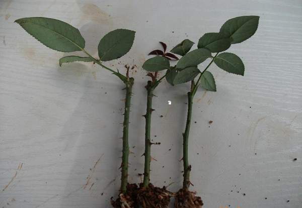 玫瑰多少錢一棵