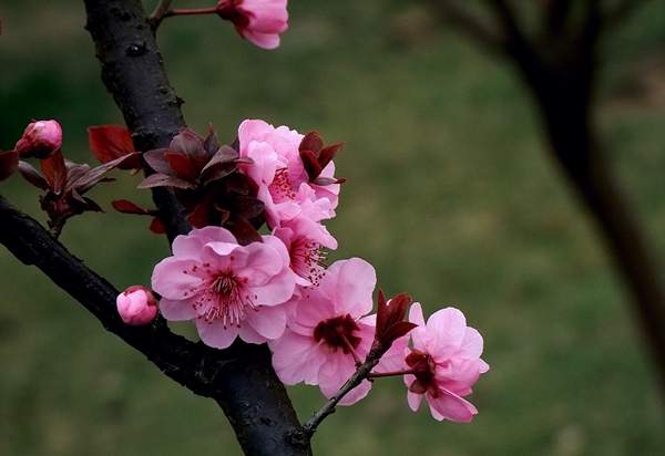 美人梅品種 美人梅品種