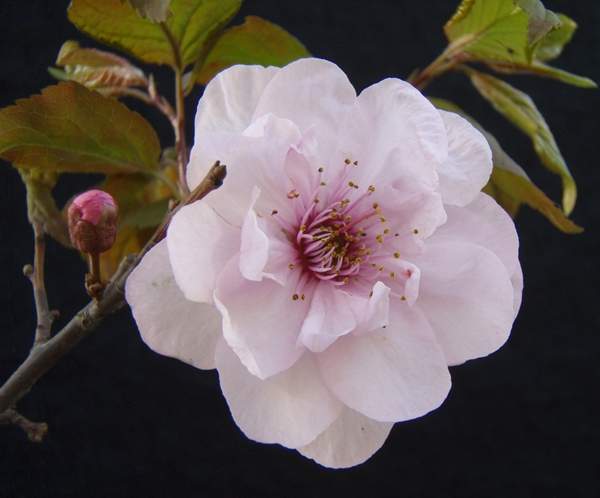 美人梅綠化 美人梅綠化