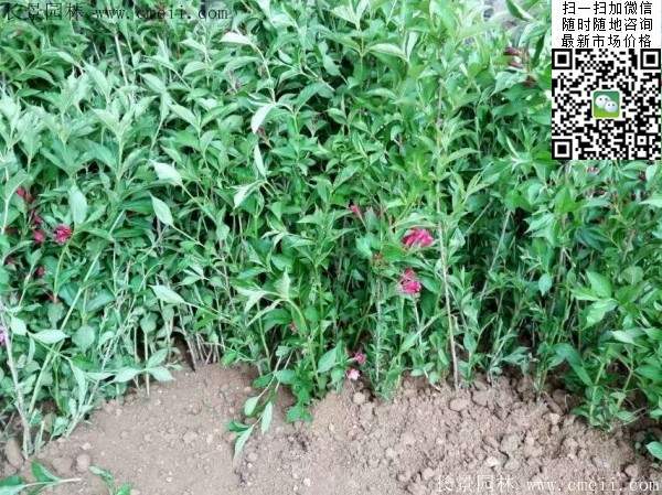 紅王子錦帶基地