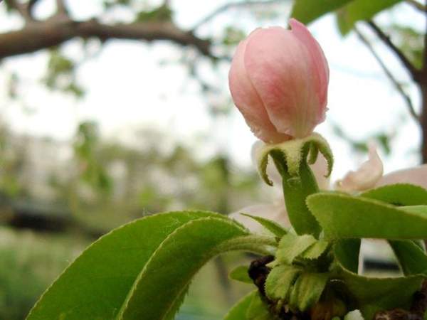 低價木瓜樹 低價木瓜樹