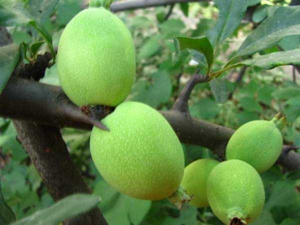 木瓜樹綠化、經濟價值 木瓜樹綠化、經濟價值