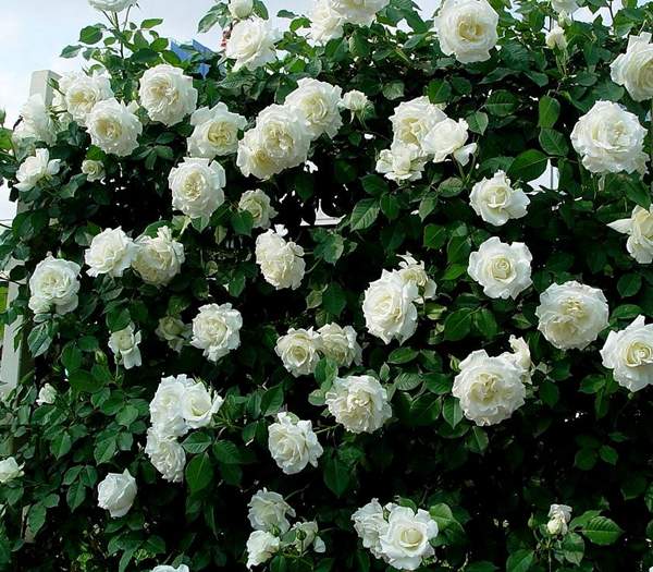 白色薔薇花 白色薔薇花