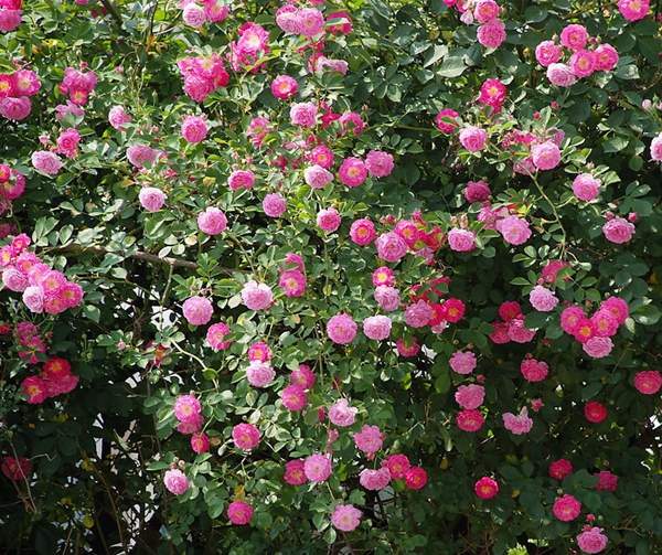 粉色薔薇花 粉色薔薇花