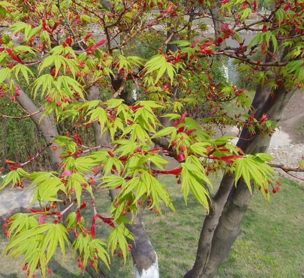 青楓基地 青楓基地