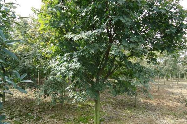 沭陽(yáng)青楓樹(shù)