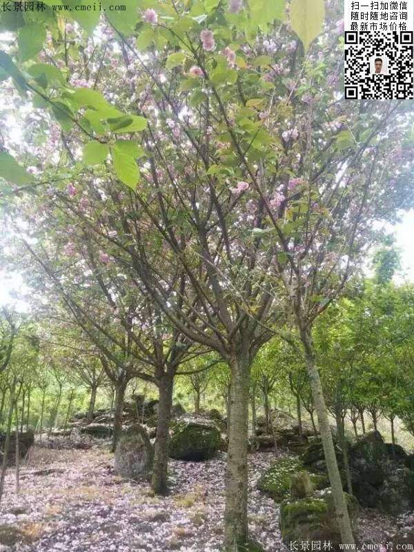 沭陽大規格的櫻花樹