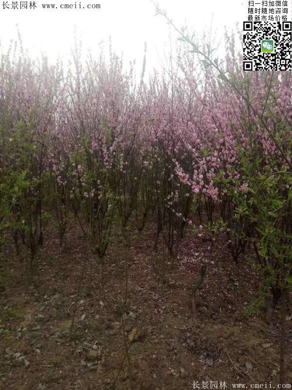 沭陽榆葉梅的價(jià)格