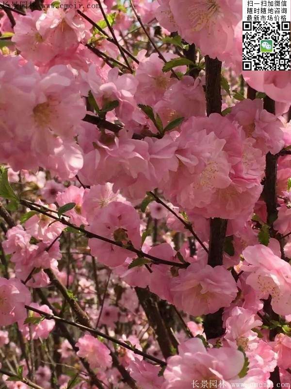 沭陽榆葉梅的價(jià)格