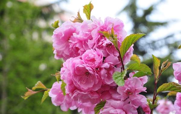 沭陽(yáng)榆葉梅規(guī)格