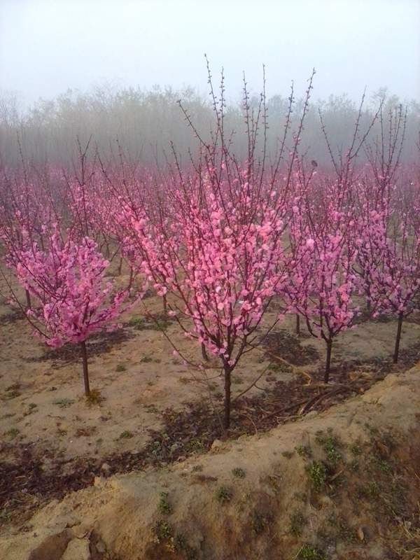 沭陽(yáng)榆葉梅規(guī)格